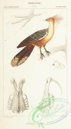exotic_birds-00043 - Hoatzin