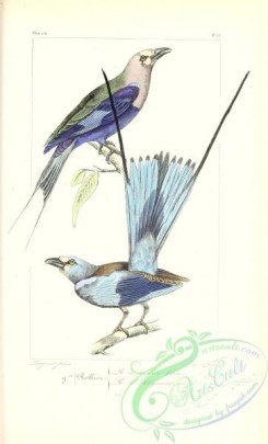 exotic_birds-00114 - Blue-bellied Roller, coracias cyanogaster, Abyssinian Roller, coracias abyssinica