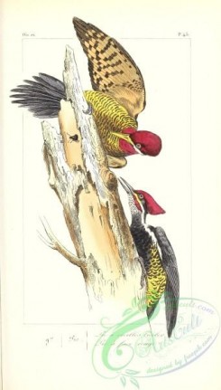 exotic_birds-00161 - Robust Woodpecker, picus robustus, picus erythrops