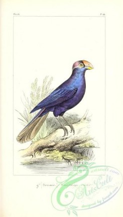 exotic_birds-00176 - Violet Turaco, musophaga violacea