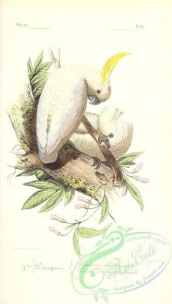 exotic_birds-00178 - Yellow-crested Cockatoo, psittacus sulphureus, psittacus cristatus