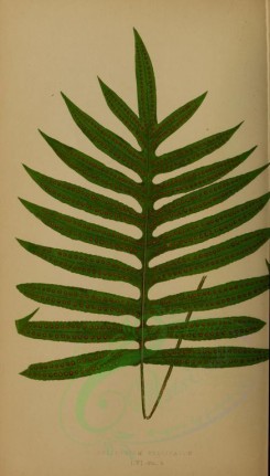 ferns-00177 - polypodium pulvinatum (L) [2663x4674]