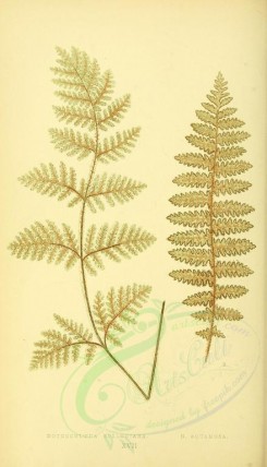 ferns-00209 - nothochloena eckloniana (L) (L), nothochloena squamosa (L) [2157x3762]