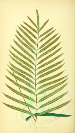 ferns-00226 - polypodium henchmanii (L) [2137x3762]