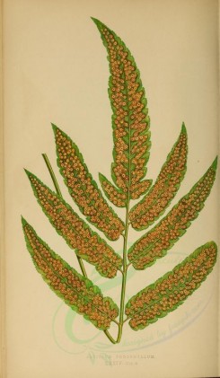 ferns-00486 - aspidium podophyllum (L) [2818x4837]