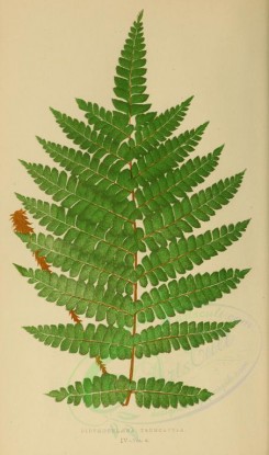 ferns-00502 - didymochlaena truncatula (L) [2749x4652]