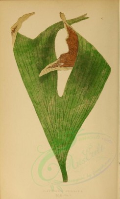 ferns-00565 - platycerium stemmaria (L) [2833x4714]