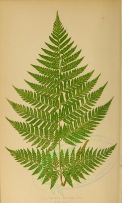 ferns-00566 - polybotrya osmundacea (L) [2833x4714]