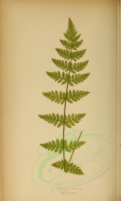 ferns-00570 - woodsia obtusa (L) [2833x4714]