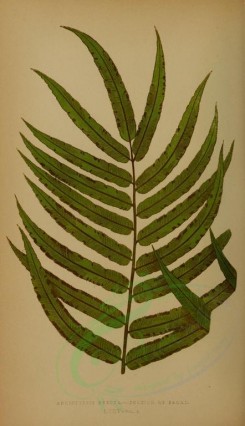 ferns-00577 - angiopteris evecta (L) [2703x4690]