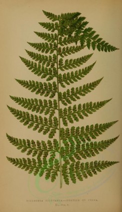 ferns-00609 - dicksonia cicutaria (L) [2695x4675]