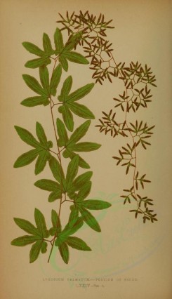 ferns-00634 - lygodium palmatum (L) [2703x4690]