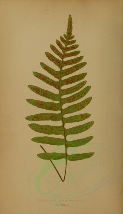 ferns-00641 - polypodium karwinskianum (L) [2703x4690]
