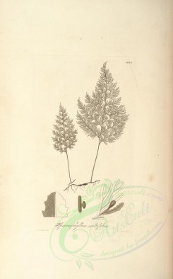 ferns-00757 - hymenophyllum multifidum (L) [3477x5578]