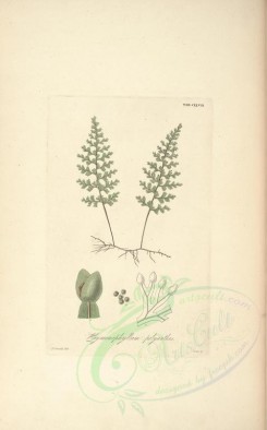 ferns-00761 - hymenophyllum polyanthos (L) [3477x5578]