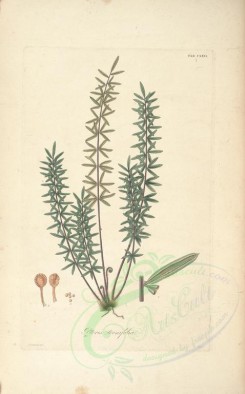 ferns-00788 - pteris ternifolia (L) [3477x5578]