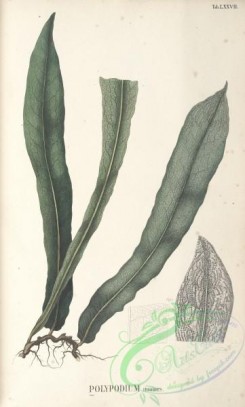 ferns-01300 - polypodium irioides [3762x6242]