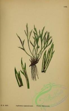 ferns-01390 - Forked Spleenwort, asplenium septentrionale [2319x3707]