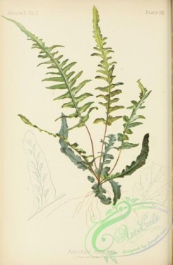 ferns-01425 - Scott's Spleenwort, asplenium ebenoides [2555x3918]