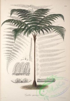 ferns-01562 - cyathea squamipes [4177x6034]