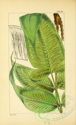 ferns-01659 - 036-diplazum (oxygonium) cordifolium