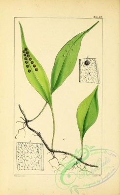ferns-01675 - 052-polypodium (drynaria) rostratum