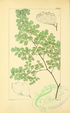 ferns-01683 - 060-adiantum glaucophyllum