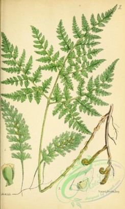 ferns-01741 - 010-hymenophyllum tunbridgense, cystoperis montana