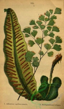 ferns-01762 - 001-adiantum capillus-veneris, scolopendrium vulgare