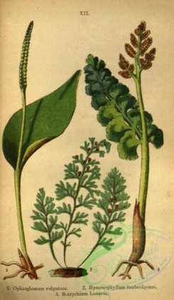 ferns-01773 - 012-ophioglossum vulgatum, hymenophyllum tunbridgense, botrychium lunaria