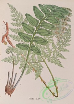 ferns-01787 - 014-asplenium marinum, cystopteris montana