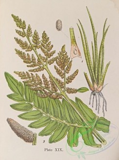 ferns-01792 - 019-isoetes lacustris, osmunda regalis