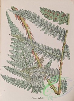 ferns-01794 - 021-polypodium alpestre
