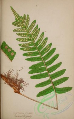 ferns-01836 - 009-Common Polypody, polypodium vulgare