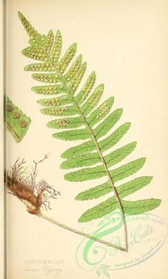 ferns-01887 - 009-Common Polypody, polypodium vulgare