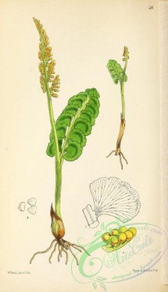 ferns-01952 - 048-Common Moonwort, botrychium lunaria