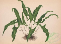 ferns-02039 - 002-pteris sagittifolia