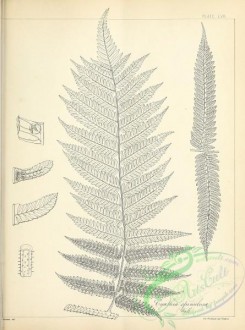 ferns-02682 - black-and-white 058-cyathea spinulosa