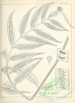 ferns-02753 - black-and-white 129-asplenium persicifolium