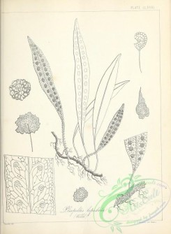 ferns-02806 - black-and-white 182-pleopeltis lepidota