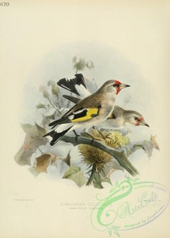 finches-00022 - HIMALAYAN GOLDFINCH