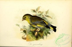 finches-00049 - European Greenfinch, or Greenfinch