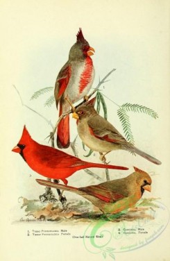 finches-00103 - Texas Pyrrhuloxia, Cardinal