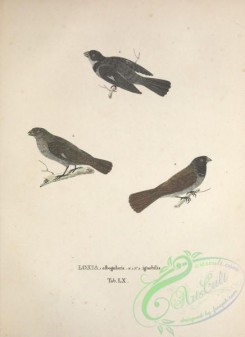 finches-00108 - White-throated Seedeater, loxia albogularis, loxia ignobilis