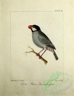 finches-00128 - Java Sparrow, loxia oryzivora