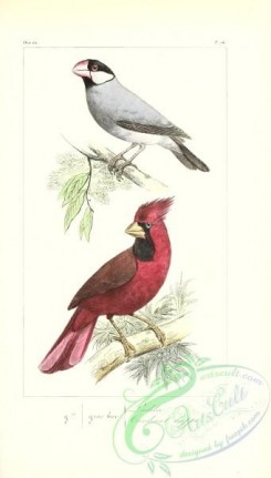 finches-00152 - Java Sparrow, loxia oryzivora, Northern Cardinal, loxia cardinalis