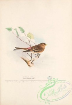finches-00160 - Mountain Linnet, linaria montana