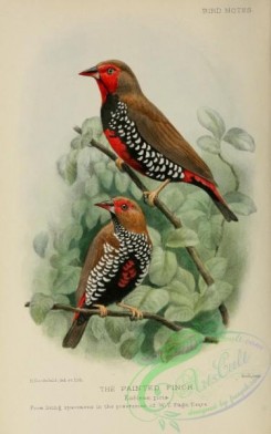 finches-00169 - Painted Finch, emblema picta