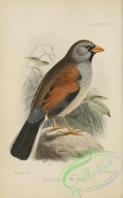 finches-00170 - Great Inca-Finch, haemophila pulchra