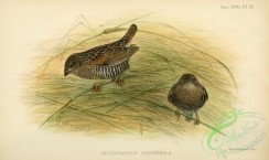 finches-00178 - Common Locustfinch, paludipasser locustella